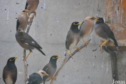 The I. Meier Segals Garden for Zoological Research (P)