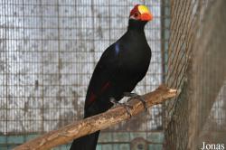 Tel Aviv Bird Park Zapari
