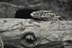 Reptilium Terrarien- und Wüstenzoo