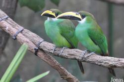 Aulacorhynchus prasinus prasinus