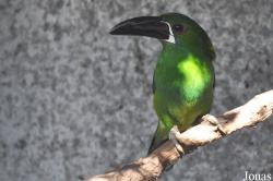 Emerald Forest Bird Gardens (P)