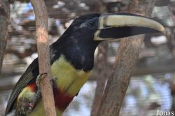 Emerald Forest Bird Gardens (P)