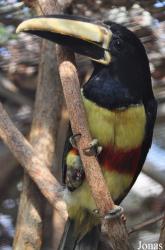 Emerald Forest Bird Gardens (P)