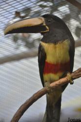 Emerald Forest Bird Gardens (P)