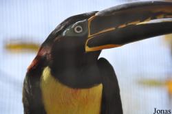 Emerald Forest Bird Gardens (P)