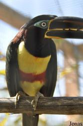Emerald Forest Bird Gardens (P)