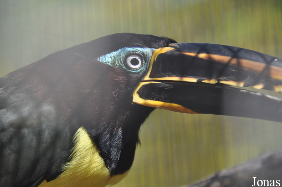 Emerald Forest Bird Gardens (P)