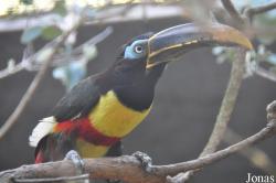 Emerald Forest Bird Gardens (P)