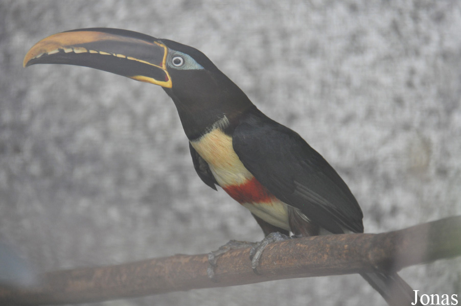 Emerald Forest Bird Gardens (P)