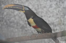 Emerald Forest Bird Gardens (P)