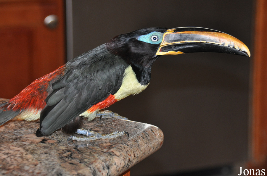 Emerald Forest Bird Gardens (P)