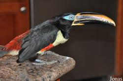Emerald Forest Bird Gardens (P)