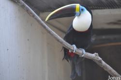 Ramphastos cuvieri cuvieri