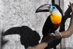 Emerald Forest Bird Gardens (P)