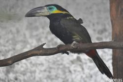 Emerald Forest Bird Gardens (P)