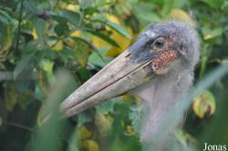 Vogelpark Marlow