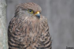 Cotswold Falconry Centre