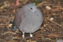Birdworld