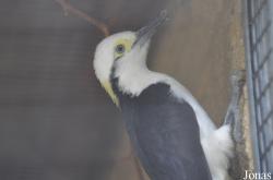 Birdworld