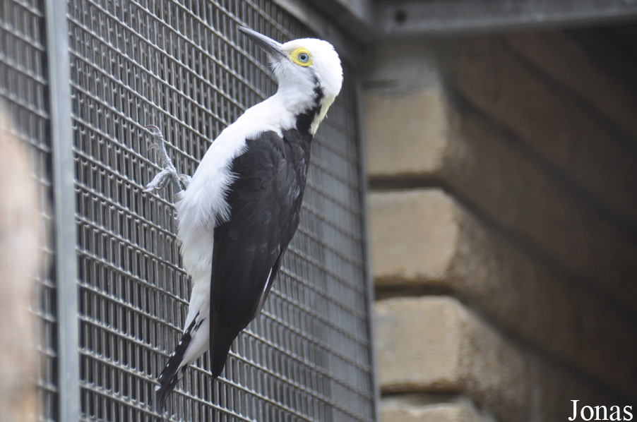 Birdworld
