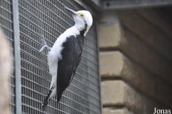 Birdworld