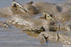 Periophthalmus argentilineatus