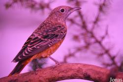 Vogelschau Ornika