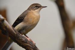 Vogelschau Ornika