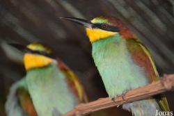 Vogelschau Ornika