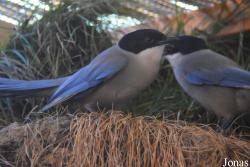Vogelschau Ornika