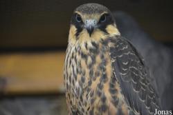 Falco eleonorae