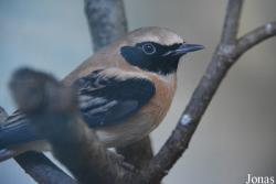 Oenanthe hispanica