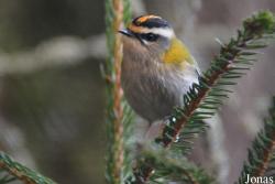 Regulus ignicapilla