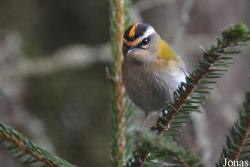 Vogelschau Ornika