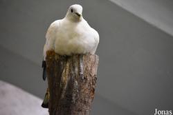 Budapest Zoo