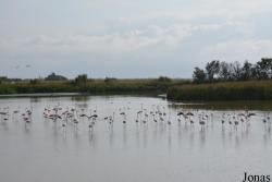 Parc Ornithologique de Pont de Gau