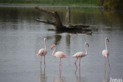 Parc Ornithologique de Pont de Gau