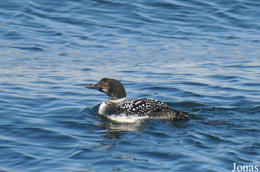 Monterey Bay