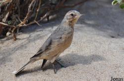 Anthus rubescens