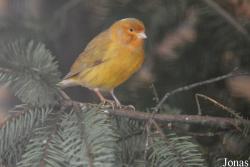 Canari domestique