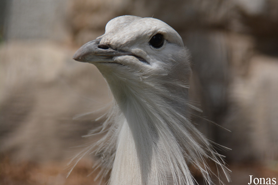 Beijing Zoological Gardens
