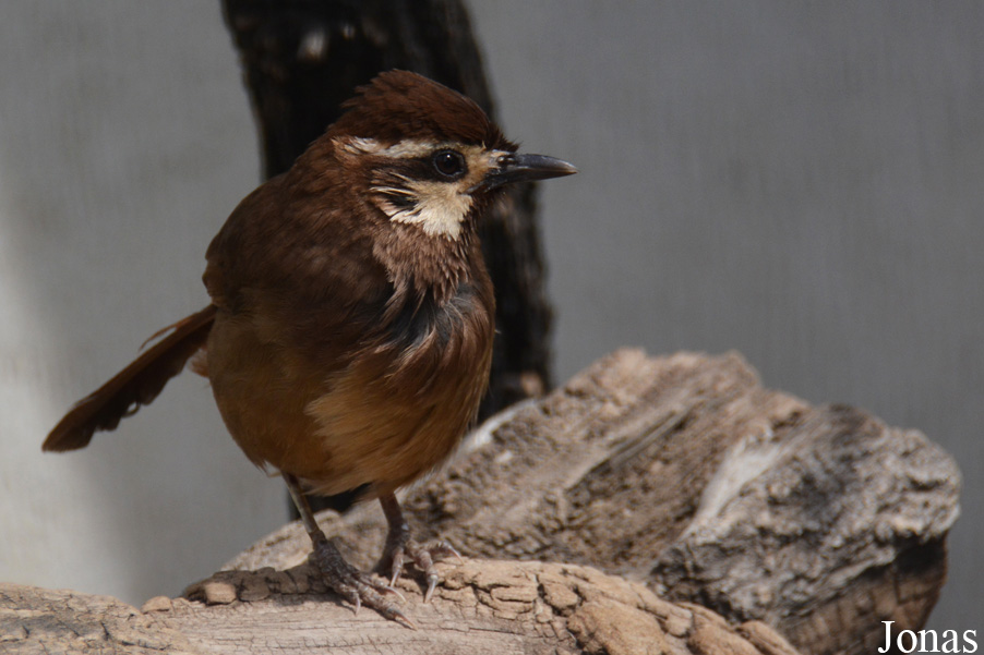 Beijing Zoological Gardens