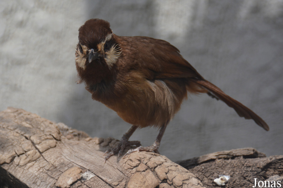 Beijing Zoological Gardens