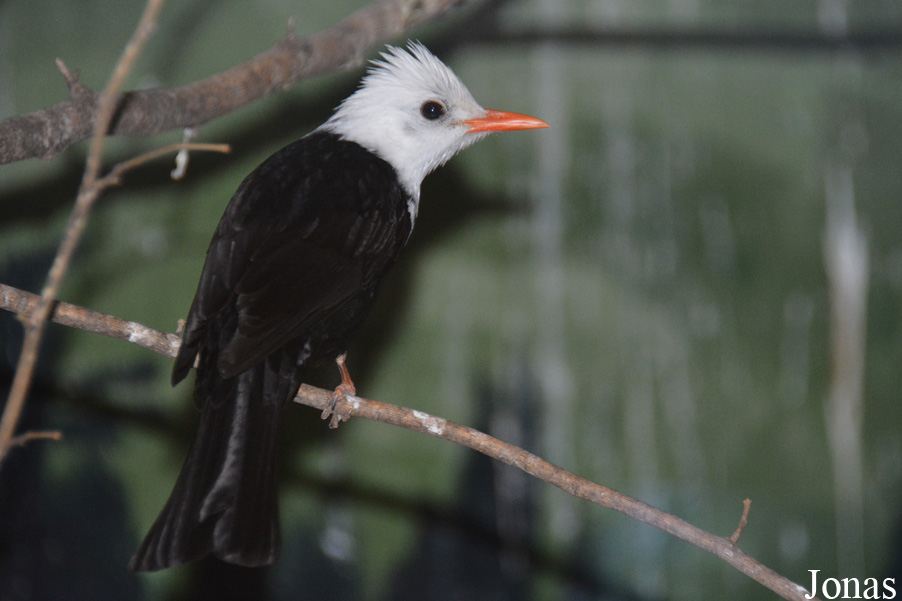 Beijing Zoological Gardens