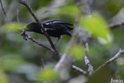 Melopyrrha nigra nigra