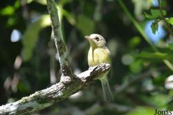 Vireonidae