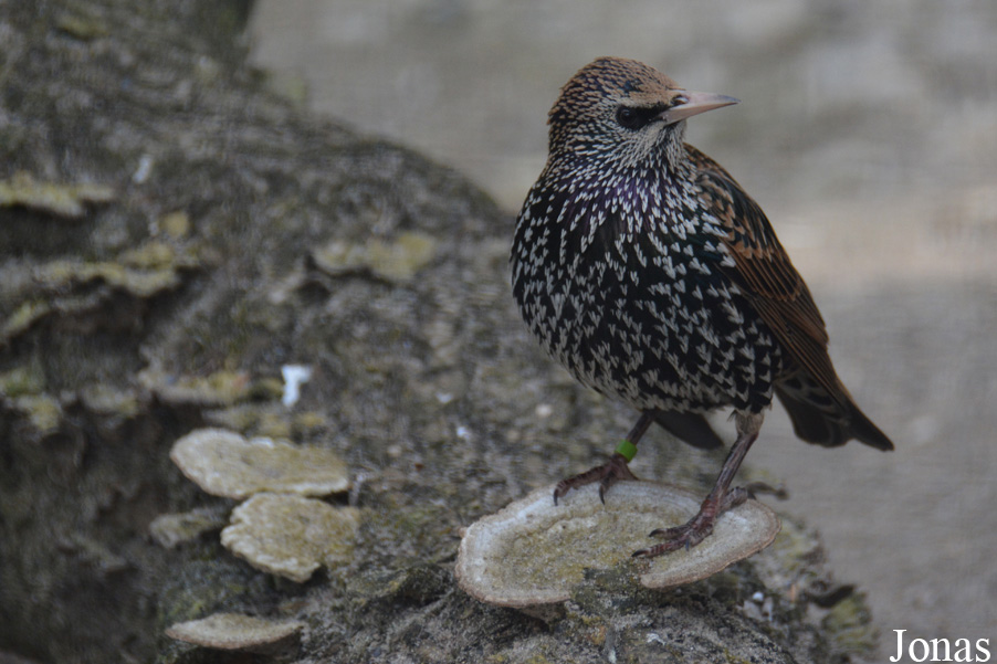 Tierpark Lange Erlen