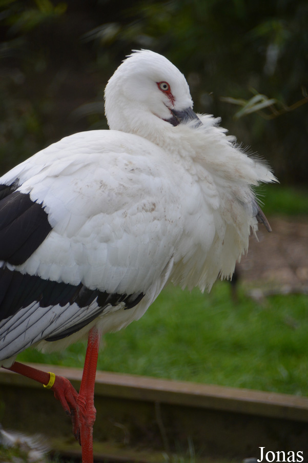 Dierenpark Planckendael