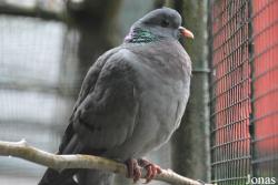 Tierpark Hexentanzplatz