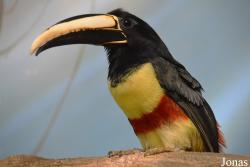 Sankt-Peterburg EKzoopark RIO